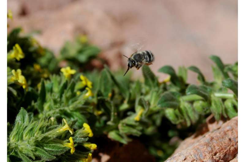 Alien honeybees could cause plant extinction