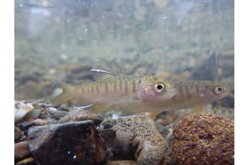 A little water could make a big difference for endangered salmon