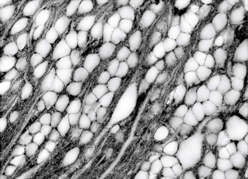 A look at the space between mouse brain cells