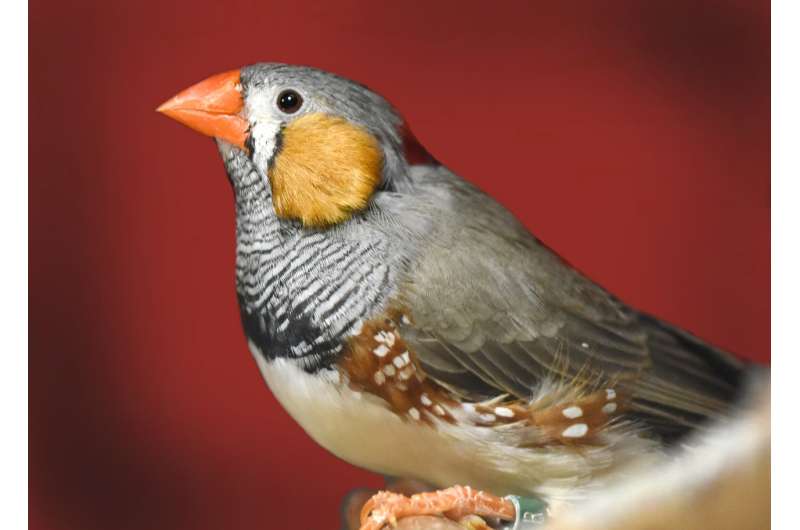改变songbird大脑提供了洞察人类行为