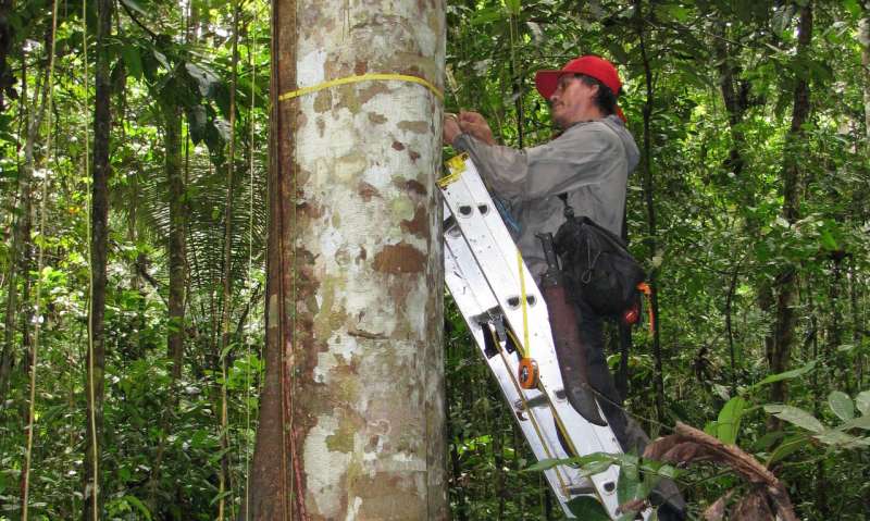 Amazon forests failing to keep up with climate change