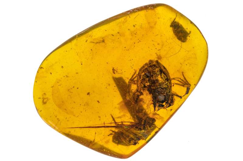 Amber fossils provide oldest evidence of frogs in wet, tropical forests