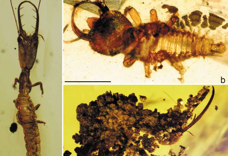 Amber unveils evolution of ancient antlions