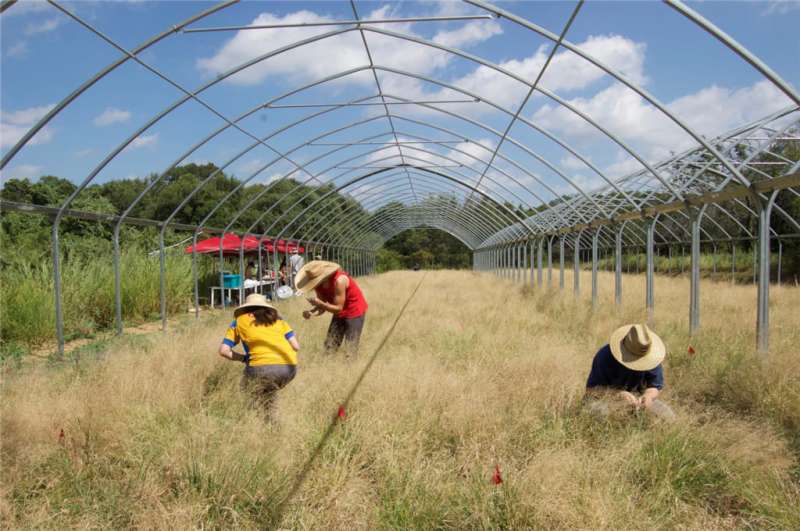 A model system for perennial grasses