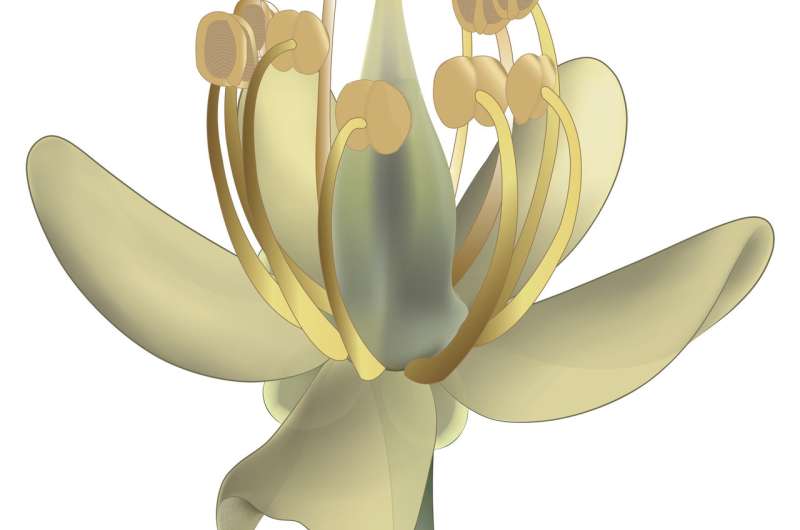 Ancient flower fossil points to Core Eudicot Boom 99 million years ago