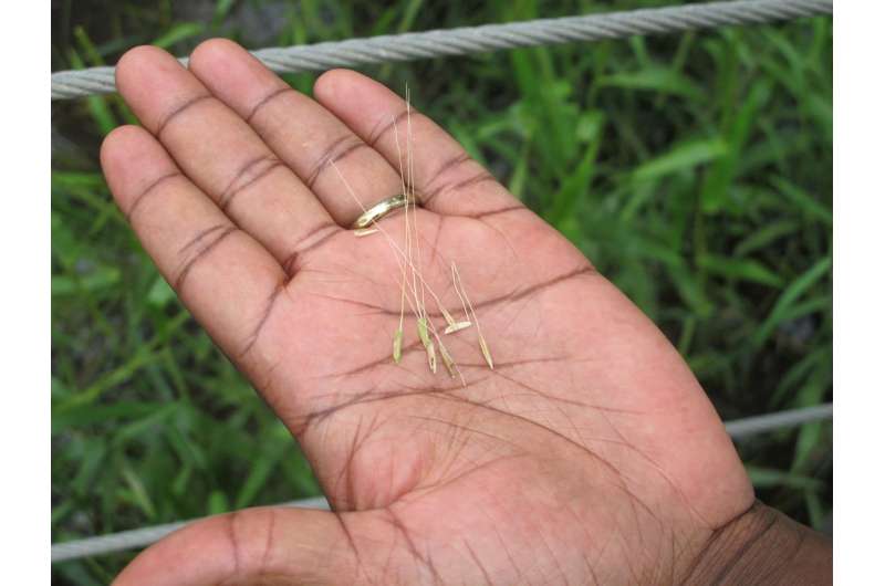 Ancient rice heralds a new future for rice production