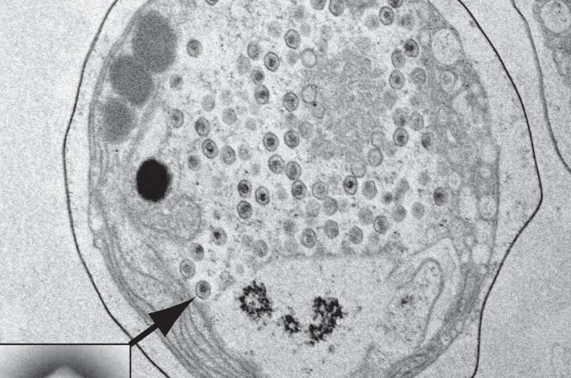 A new giant virus found in the waters of Oahu, Hawaii
