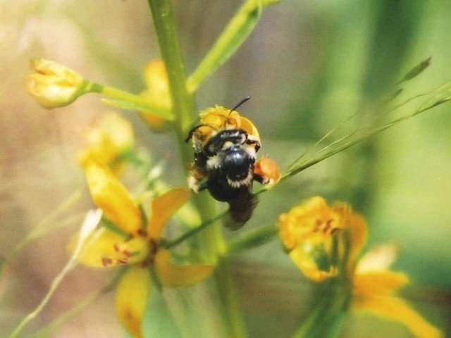 A new hope: One of North America's rarest bees has its known range greatly expanded
