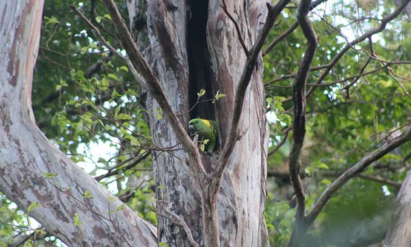 An island of hope for the yellow-naped parrot