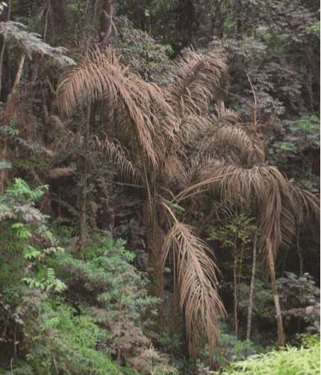An overlooked giant: Useful and abundant, African 'Zam' palm newly described for science
