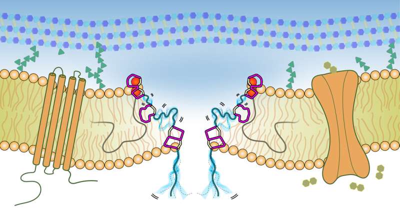 Antibiotics’ mode of action observed in the bacterial cell membrane