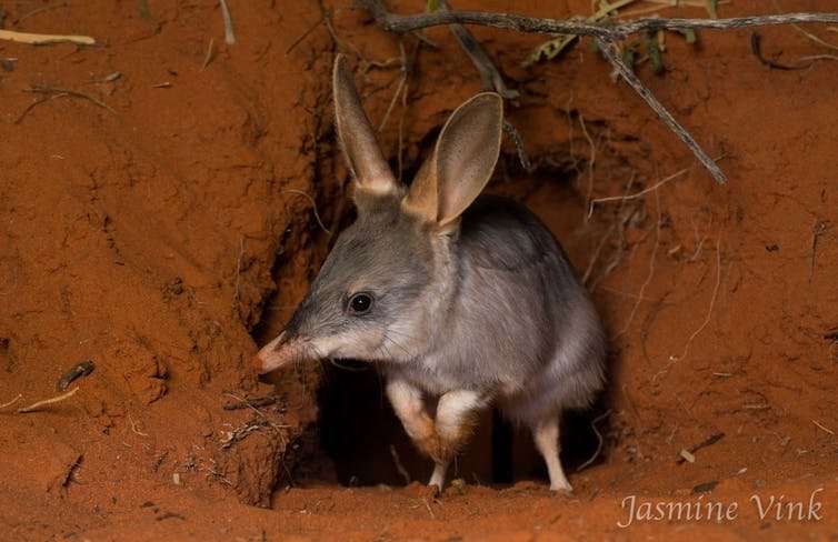 A numbers game—killing rabbits to conserve native mammals