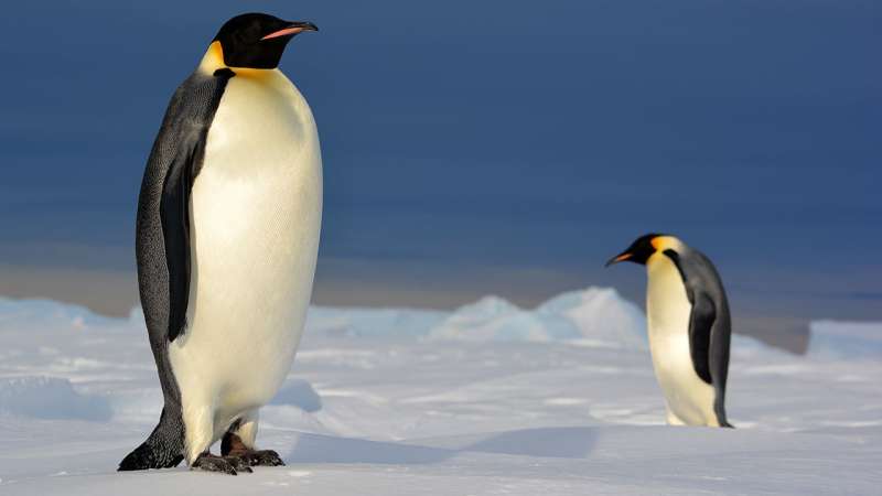 Are emperor penguins eating enough?