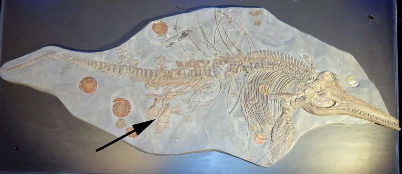 Are palaeontologists naming too many species?