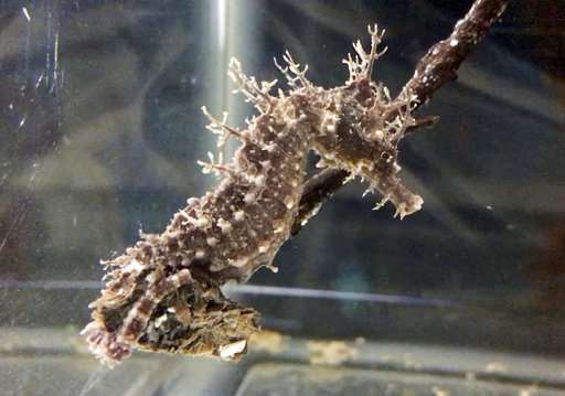 A seahorse named Frito is on the mend in Florida