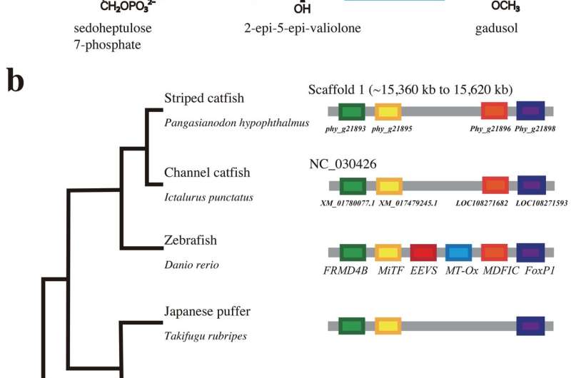 Asian catfish genome decoded