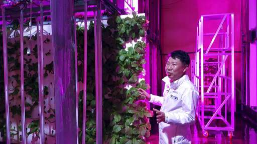 As temperatures rise, farmers plant crops in S.Korean tunnel