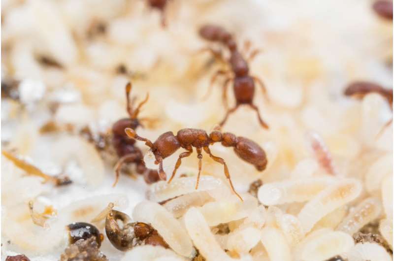 A study of ants provides information on the evolution of social insects