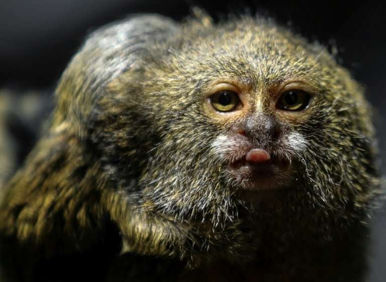 A titi pigmeo monkey (Cebuella Pygmaea) is pictured at a zoo in Medellin, Colombia, which is hosting a major international biodi