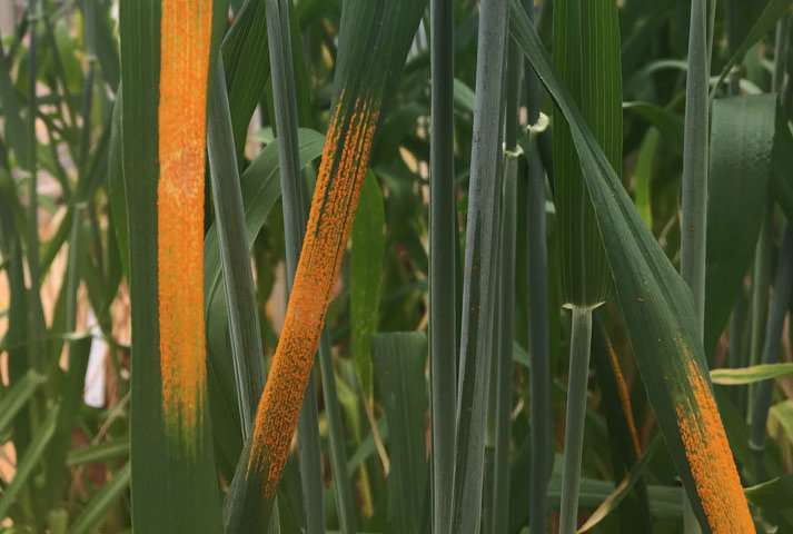 Australian, UK scientists solve 30-year wheat rust genetics puzzle