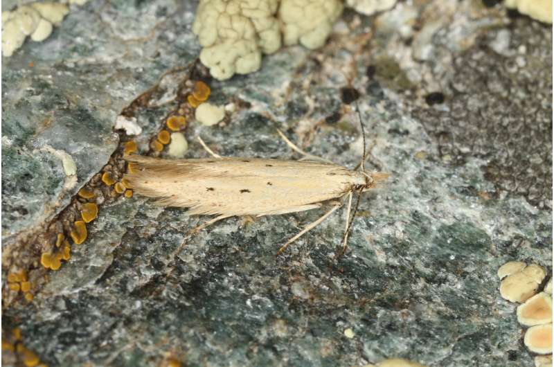 Austrian-Danish research team discover as many as 22 new moth species from across Europe