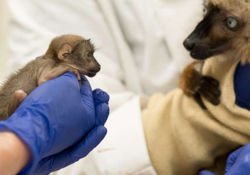 Baby lemur born following rare C-section