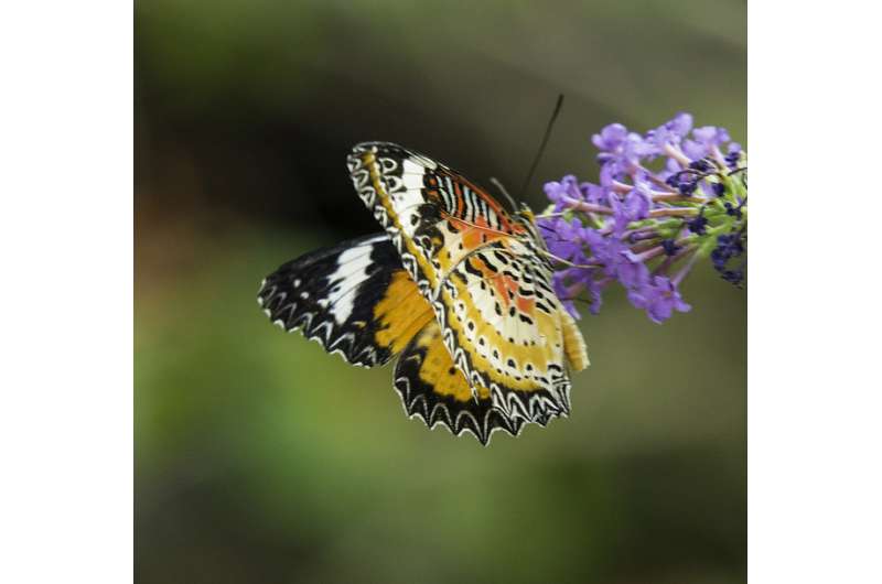 Better butterfly learners take longer to grow up