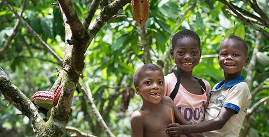 Better cocoa crops for better livelihoods