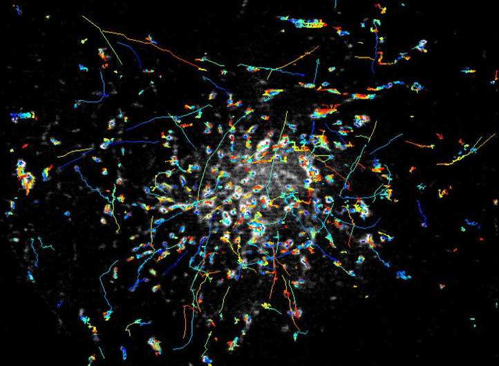 Better together: Merged microscope offers unprecedented look at biological processes