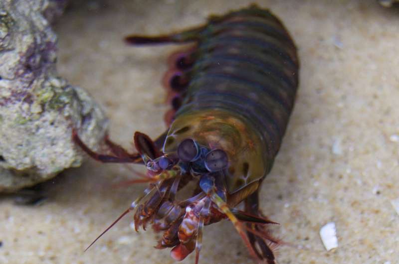 Bioceramics power the mantis shrimp's famous punch