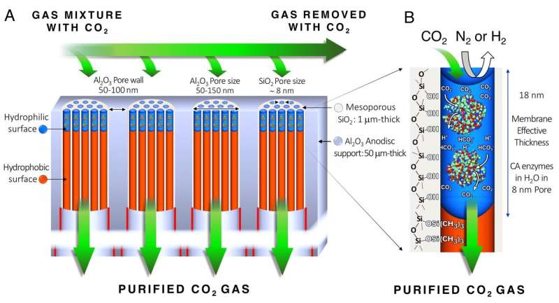 Biologically inspired membrane purges coal-fired smoke of greenhouse gases