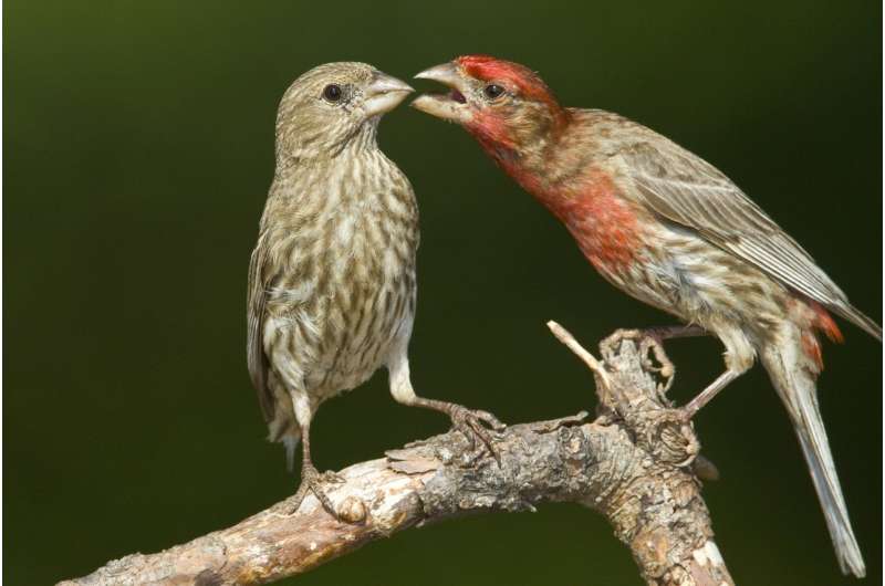 Bird bacteria study reveals evolutionary arms race