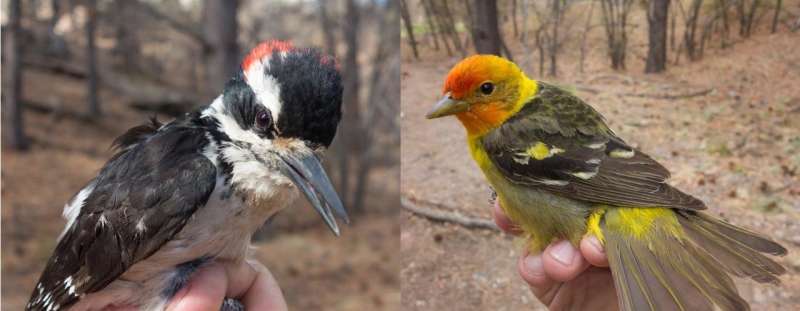 Bird communities dwindle on New Mexico's Pajarito Plateau