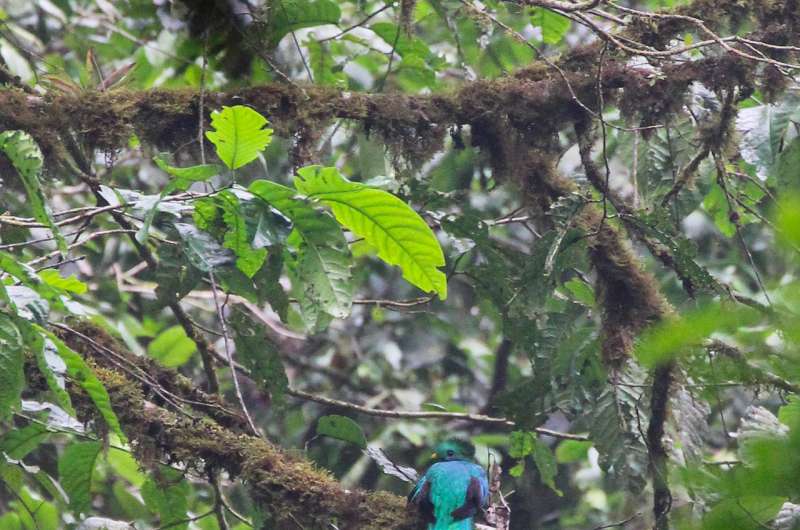 Birds retreating from climate change, deforestation in Honduras cloud forests