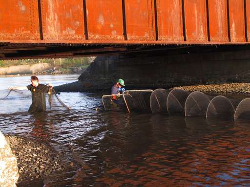 Blockages gone, fish back in post-Sandy projects in 6 states