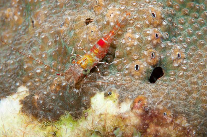 Boring barnacles prefer the shallow life on coral reefs