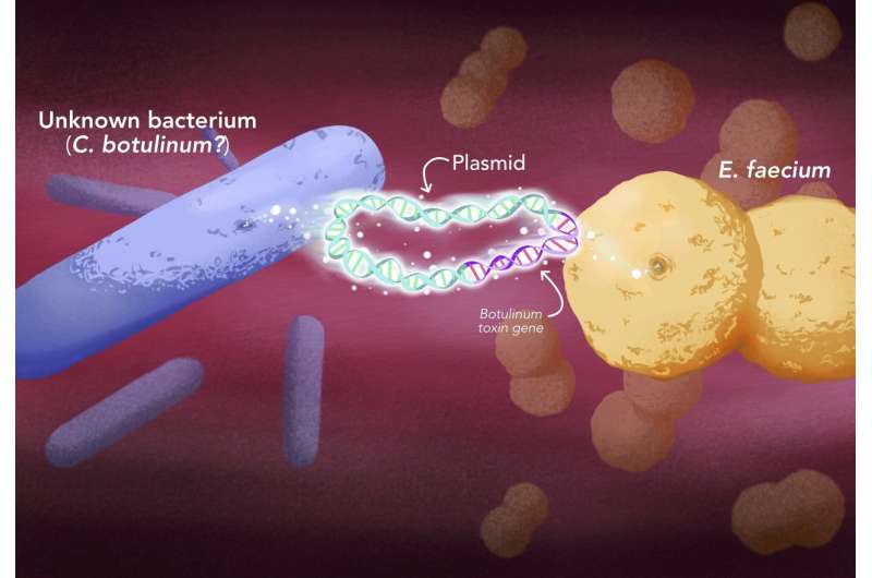 Botulinum-type toxins jump to a new kind of bacteria