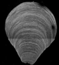 Brachiopods resilient to past environmental change