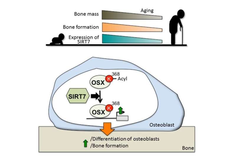 Breaking osteoporosis: New mechanism activates bone-building cells