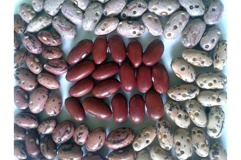 Breeding beans that resist weevils
