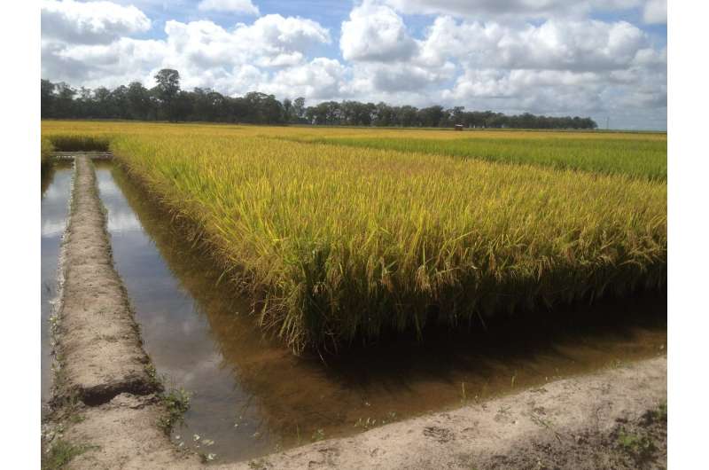 Breeding better Brazilian rice