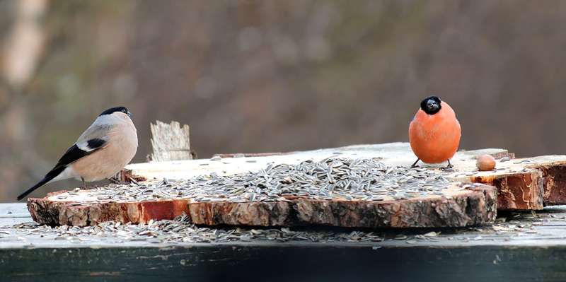 Bullfinches stick together for years