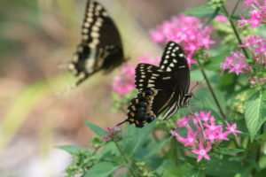 Butterfly gardens offer some hope for pollinators