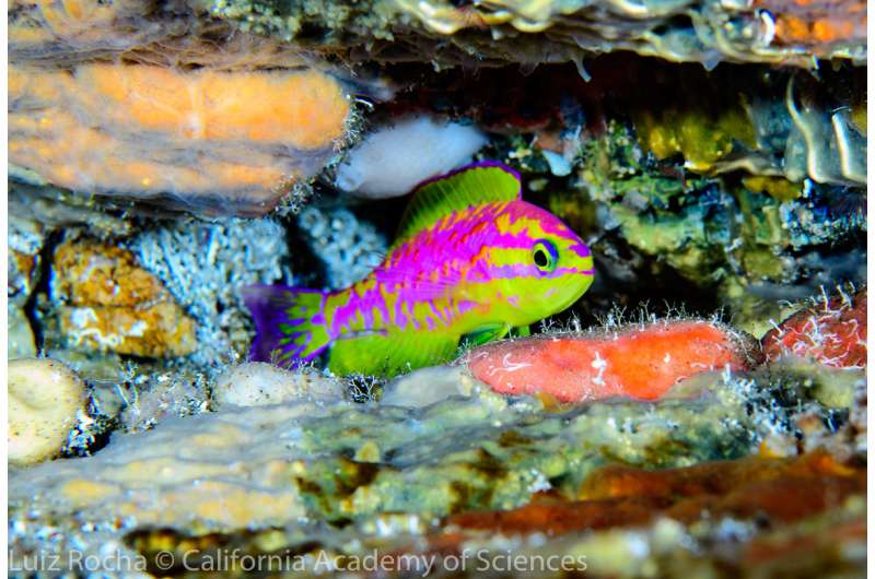 California Academy of Sciences discovers new species of dazzling, neon-colored fish