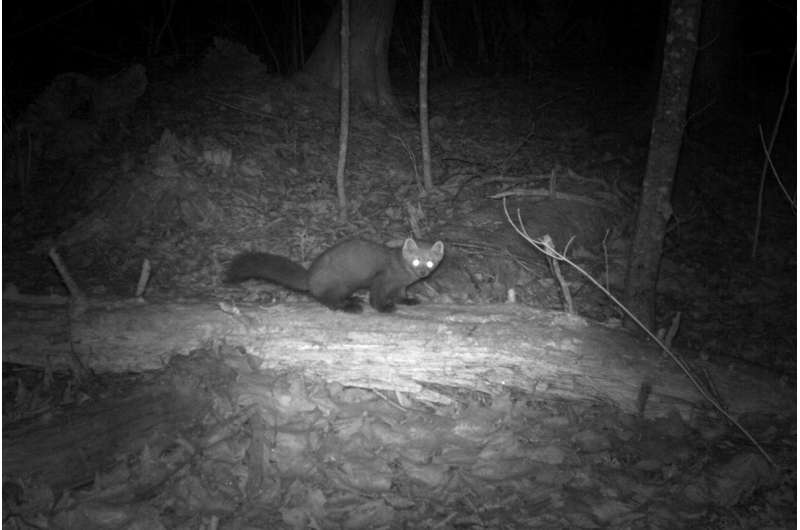 Camera trap study reveals the hidden lives of island carnivores