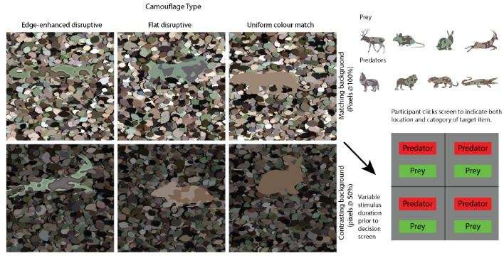 Camouflage protects animals – even if they are spotted
