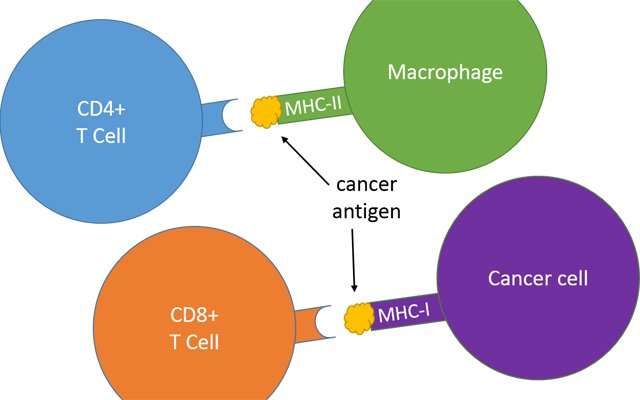 Cancer immunotherapy might benefit from previously overlooked immune players