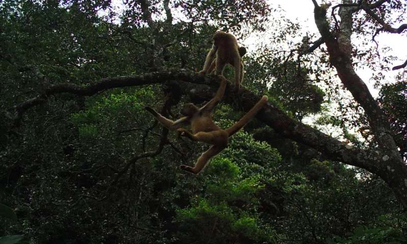 Canopy cameras shed new light on monkey business in Brazil