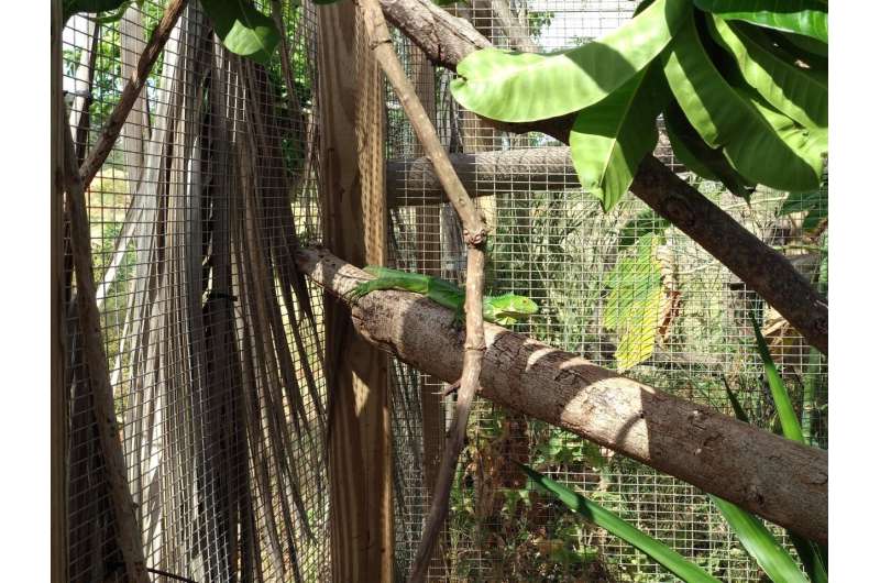 Caribbean collaboration offers hope for a vanishing island iguana