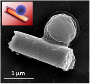 Cell-like nanorobots clear bacteria and toxins from blood